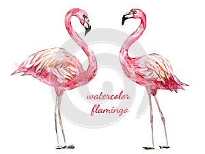 Watercolor animal - flamingo