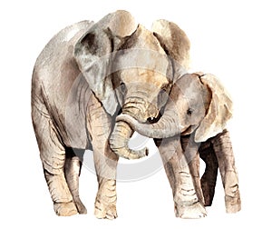 Watercolor animals - african elephant with a kid