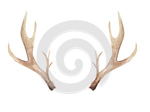 Watercolor Antlers Deer Bone Painted Neutral Horns Natural