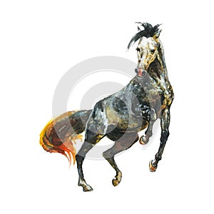 Watercolor appaloosa horse