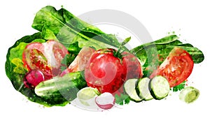 Watercolor appearance animation of the tomato, cucumber, salad and radish