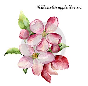 Watercolor apple blossom. Hand painted floral botanical illustration isolated on white background. Pink flower for