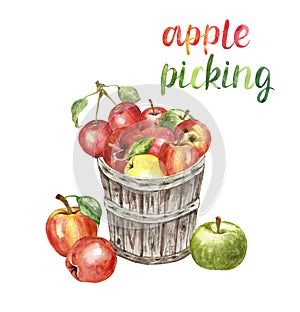 Watercolor apple picking illustration. Autumn harvest illustration with fresh red apples in a wooden basket, isolated