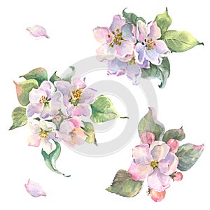 Watercolor apple tree branch and flowers, blooming tree on white background, isolated watercolor illustration. It's