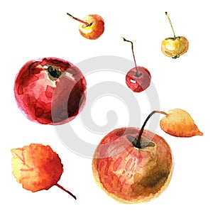 Watercolor apples isolated on a white background