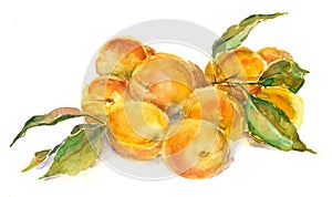Watercolor apricots photo