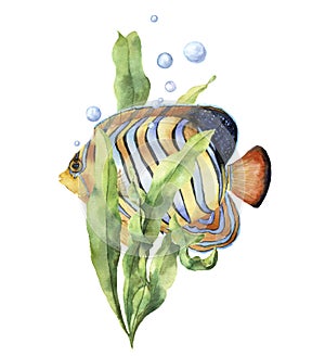 Watercolor aquarium card with fish. Hand painted underwater print with angelfish, laminaria branch and air bubbles