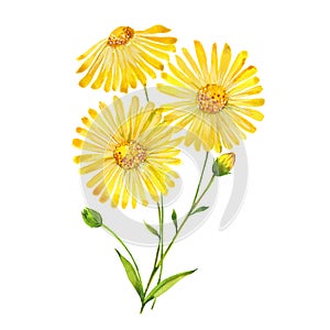 Watercolor arnica flowers photo