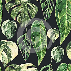 Watercolor aroid home plants seamless pattern. Botanical texture, tropical summer green leaves wallpaper