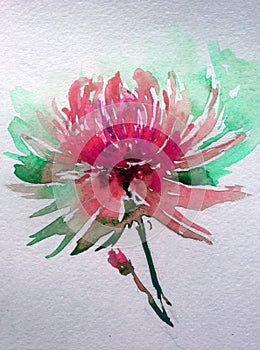 Watercolor art background abstract dalicate flower pink dahlia wash blurred single