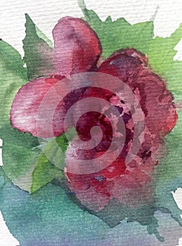 Watercolor art background abstract dalicate light purple red flower rose single