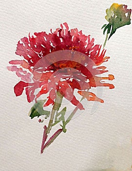 Watercolor art background colorful flower dahlia garden