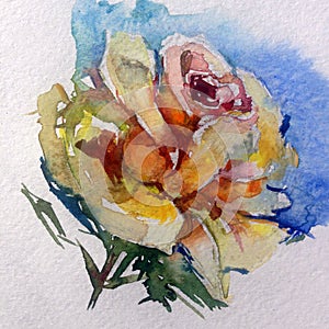 Watercolor art background colorful flower magic tea rose