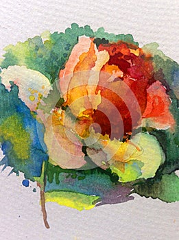 Watercolor art background colorful flower rose red yellow pink single garden