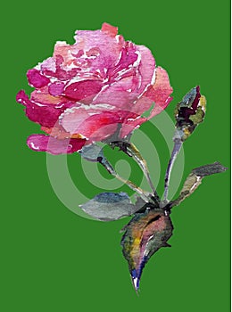 Watercolor art background colorful flower rose single garden