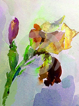 Watercolor art background violet purple white yellow flower iris single colorful textured wet wash blurred