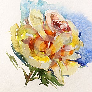 Watercolor art flower tea rose