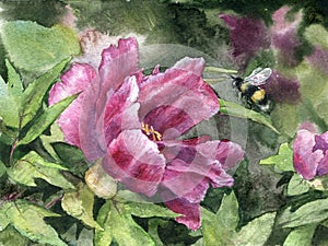 Akvarel ružový pivonka včela 
