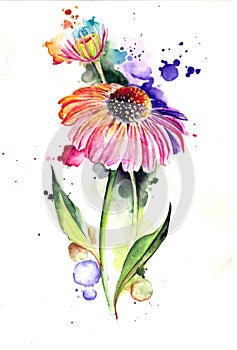 Watercolor Artistic Flower Composition Echinacea