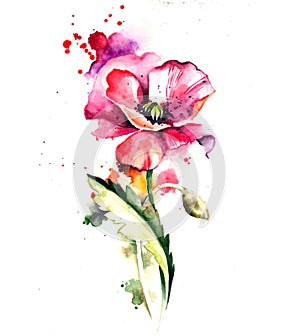 Watercolor Artistic Flower Composition Poppy