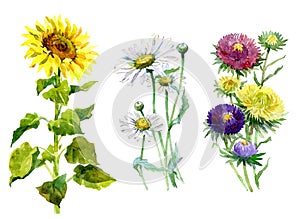 Watercolor aster, chrysanthemum, sunflower, chamomile bouquet