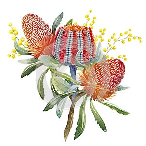 Watercolor australian banksia floral composition photo