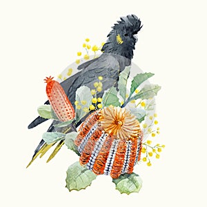 Watercolor australian banksia vector composition