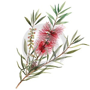 Watercolor australian callistemon illustration