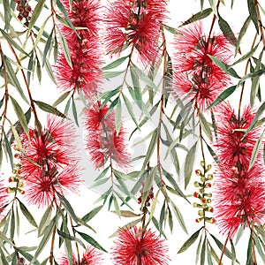 Watercolor australian callistemon seamless pattern