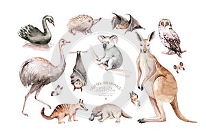 Akvarel austrálsky návrh maľby klokan pštros  a lietanie líška sova . austrálsky čierny labuť a 