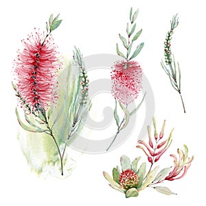 Watercolor australian flowers set photo