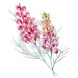 Watercolor australian grevillea flower