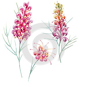 Watercolor australian grevillea flower