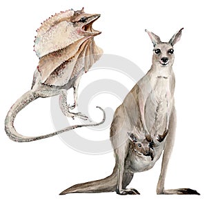 Watercolor australian kangaroo and lizard illustrations