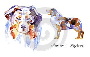 Watercolor Australian shepherd. Dog on white background