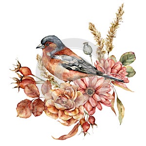 Watercolor autumn bouquet of aster, rose, pampas grass and chaffinch. Hand painted meadow flowers and bird isolated on