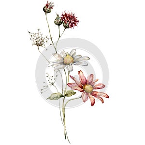Watercolor autumn bouquet of aster, thistle and anise and leaves. Hand painted meadow flowers isolated on white
