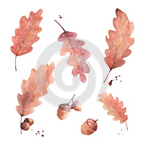 Watercolor autumn brown oak leaves and acorns set