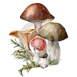 Watercolor autumn composition with mushrooms. Hand painted amanita muscaria, chanterelle and boletus isolated on white