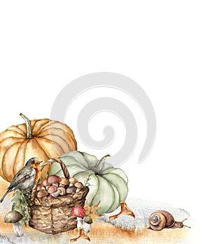 Watercolor autumn composition with robin, pumpkins, basket, mushrooms and grass. Hand painted rustic card isolated on