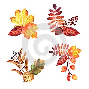 Watercolor autumn compositions with flower and leaves on a white background