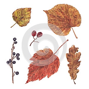 Watercolor autumn, fall dry leaf and berry set