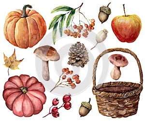 Watercolor autumn harvest bright set. Hand painted pumpkins, leaves, mushrooms, rowan, apple, cone, acorn, woven basket