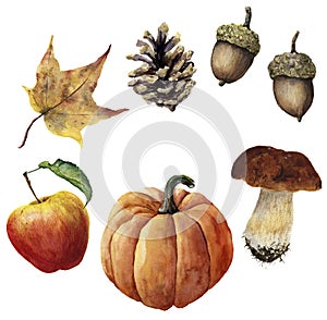 Watercolor autumn harvest set. Hand painted pine cone, acorn, pumpkin, apple, mushroom and yellow leaf isolated on white
