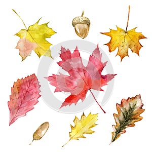 Watercolor autumn leaves or fall foliage icons. Vector isolated set of maple, oak, birch tree leaf. Falling poplar, beech