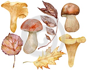 Watercolor Autumn leaves and mushrooms. Botanical forest plants or september october tree foliage. Hand drawn fall set