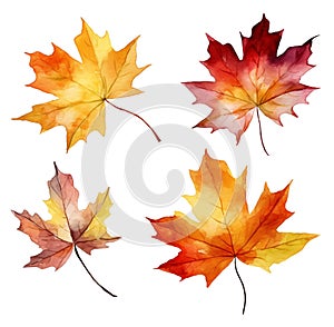 Watercolor autumn maple leaves isolated on white background
