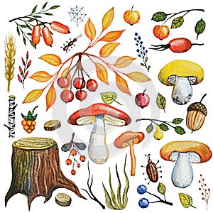 Watercolor autumn mushrooms,berries,branches,wood set