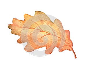 Watercolor autumn oak leaf isolated.