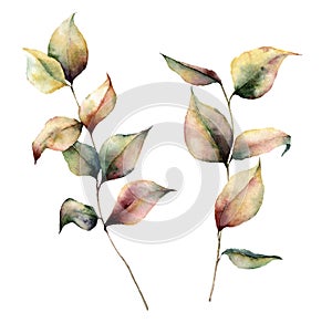 Watercolor autumn plant set. Hand painted leaves and branch isolated on white background. Botanical illustration for